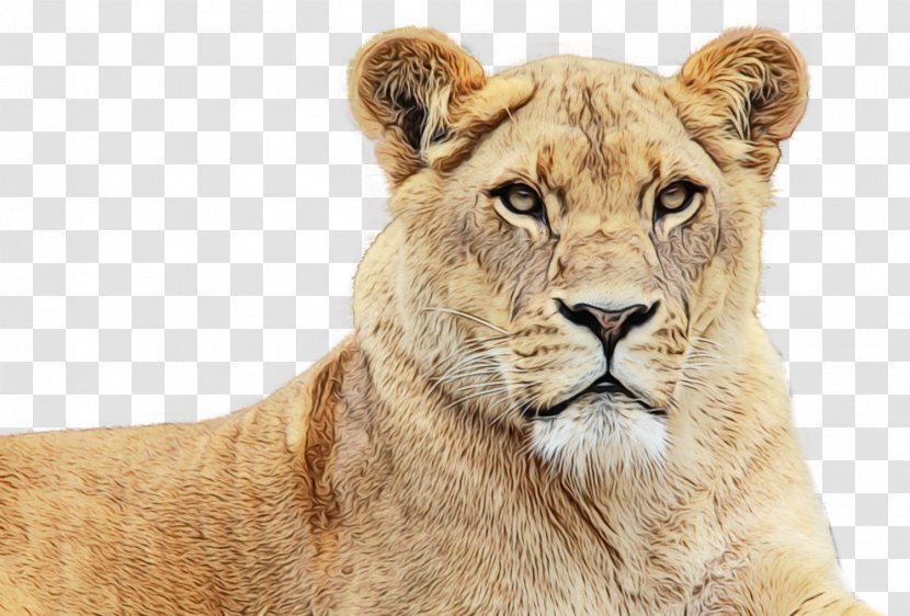 Lion Image Transparency Desktop Wallpaper - Whiskers - Masai Transparent PNG