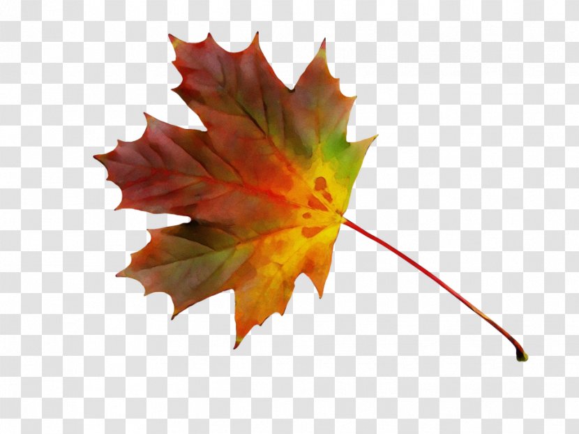 Maple Leaf Flag Of Canada Red Tree - Deciduous Transparent PNG