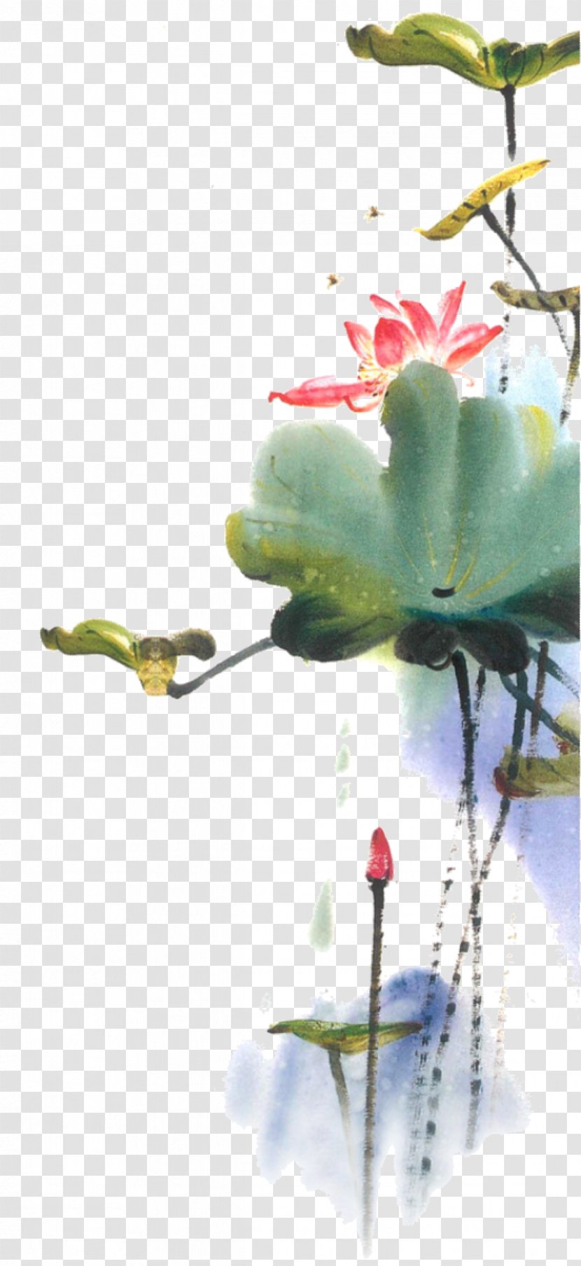 Nelumbo Nucifera Ink Wash Painting Chinese U611bu84eeu8aaa - Plant Stem - Lotus Illustrations Image Transparent PNG
