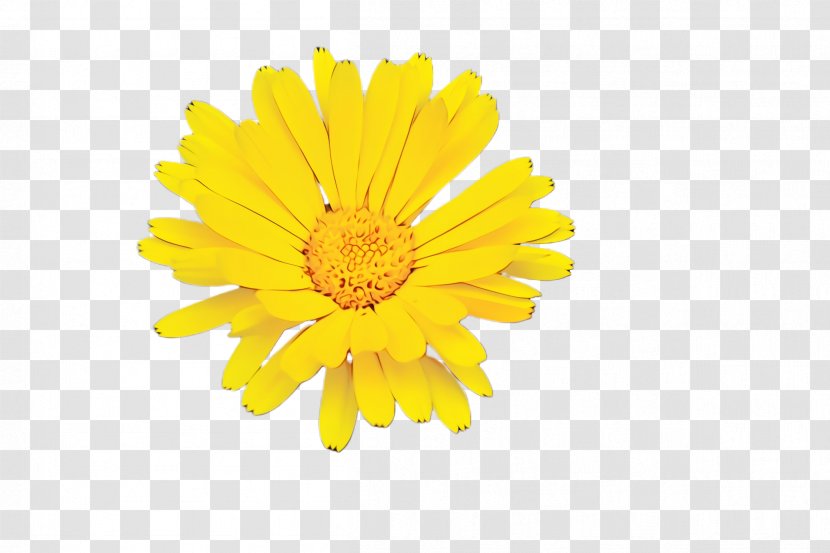 Drawing Of Family - Sunflower - Herb Wildflower Transparent PNG