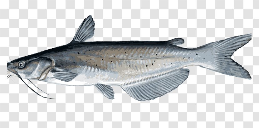 Clip Art Image Vector Graphics Catfish - Marine Mammal - Fish Transparent PNG