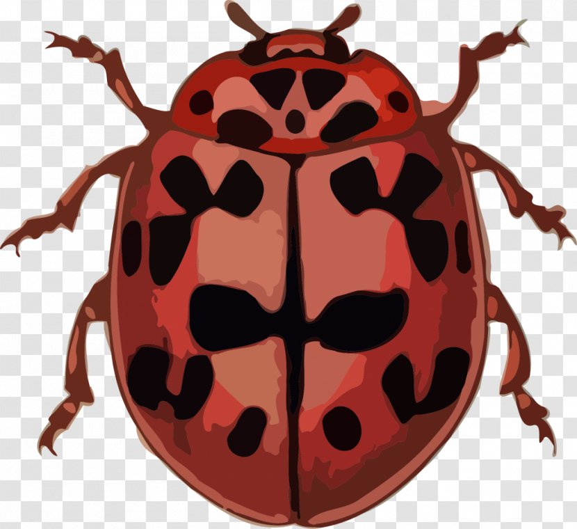 Beetle Ladybird Anthribidae Clip Art Transparent PNG