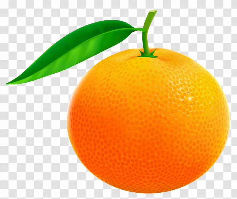 Orange Grapefruit Pomelo Clip Art - Mandarin - Vector Clipart Image Transparent PNG