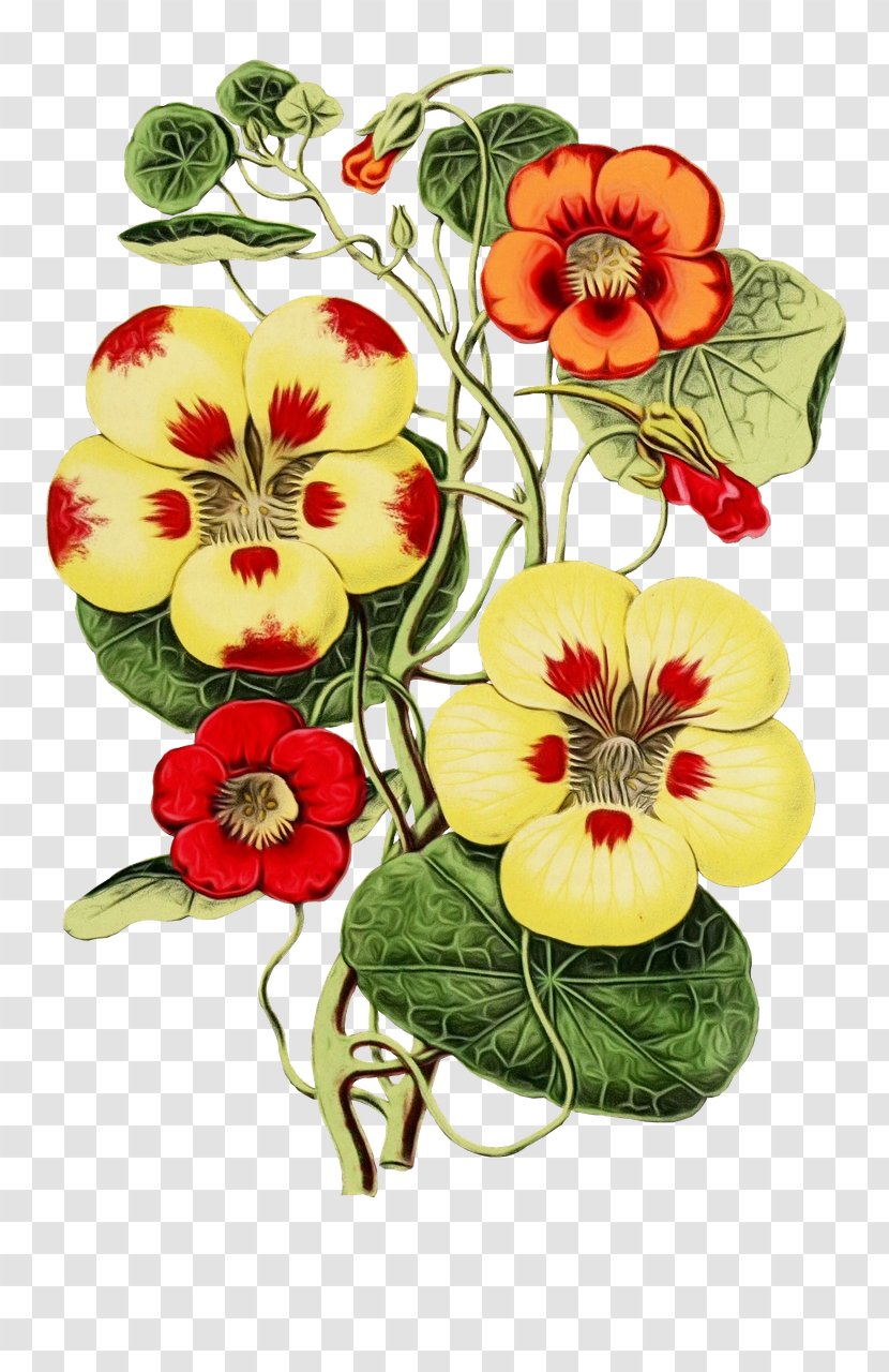Flower Hawaiian Hibiscus Plant Pansy Wild - Petal Transparent PNG