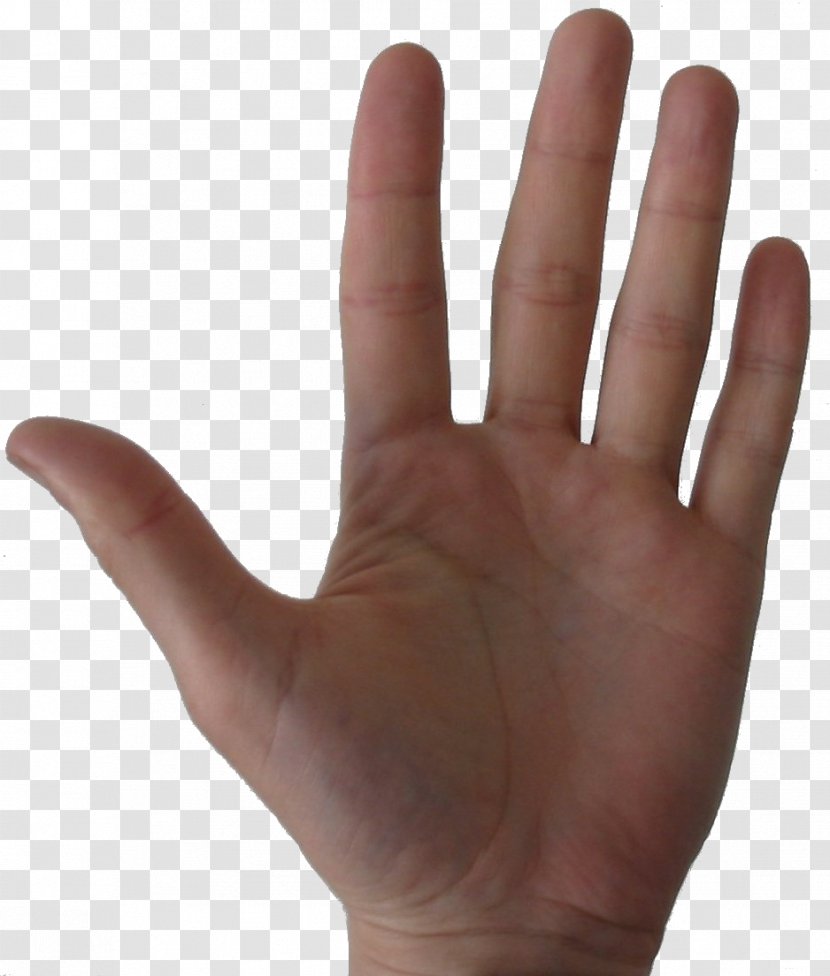 Thumb Digit Hand Little Finger - Model Transparent PNG