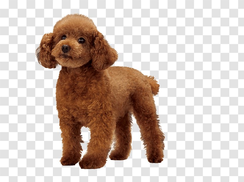 Miniature Poodle Standard Cockapoo Goldendoodle - Stuffed Toy - Puppy Transparent PNG