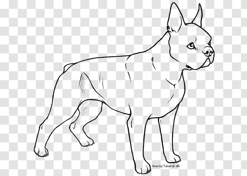 Dog Breed Puppy Boston Terrier Non-sporting Group Bull - Art - Real Belldog Transparent PNG