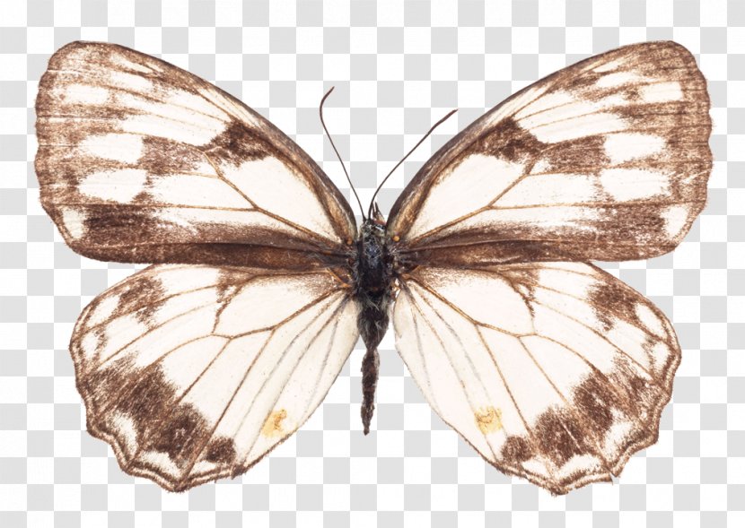 Butterfly Cartoon - Symmetry - Riodinidae Transparent PNG