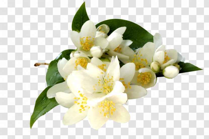 Arabian Jasmine Flowering Tea Jasminum Grandiflorum Polyanthum Officinale - Pepermint Transparent PNG