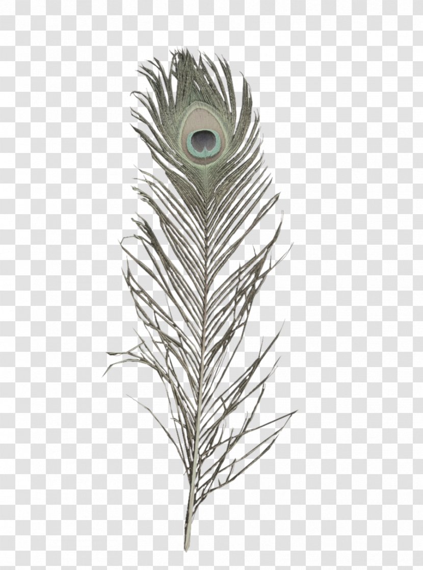 Bird Feather Peafowl Clip Art - Leaf - Peacock Transparent PNG