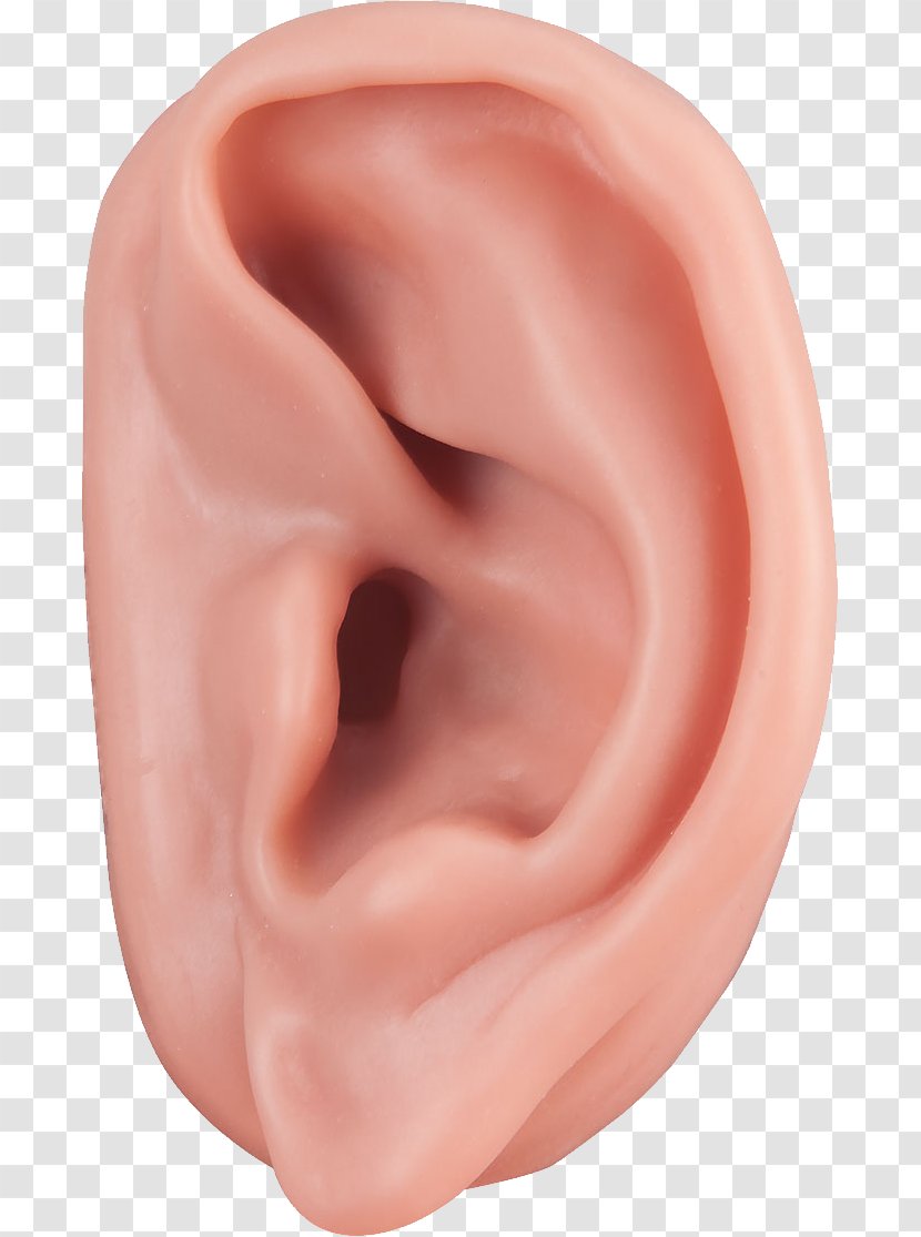 Ear Acupuncture Auricle Auriculotherapy Ossicles - Cartoon Transparent PNG
