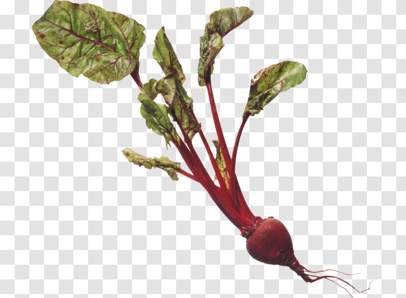 Chard Beetroot Common Beet Breakfast Cereal Health - Leaf Transparent PNG