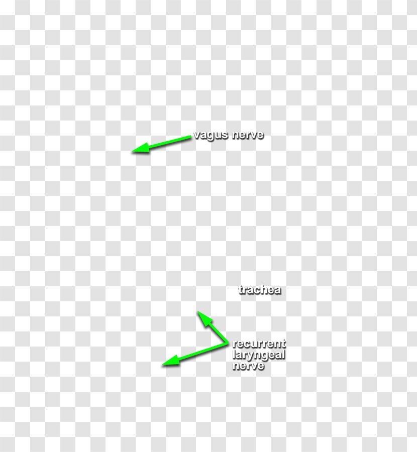 Green Line Angle - Area - Head And Neck Transparent PNG