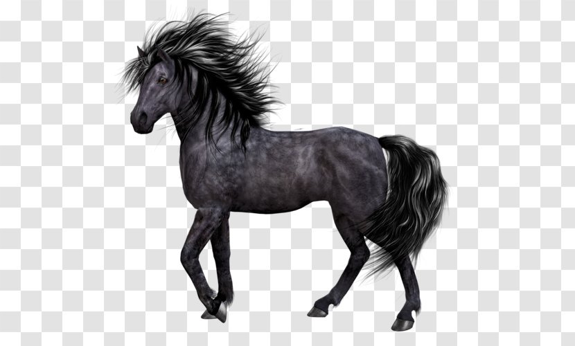 Pony Mane Mustang Stallion - Horse Transparent PNG