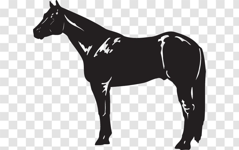 American Quarter Horse Black Stallion Clip Art - Breed Transparent PNG