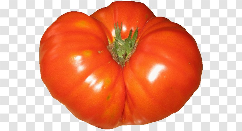 Plum Tomato Bell Pepper Food Vegetarian Cuisine Bush - Local - Rutabaga Navet Transparent PNG