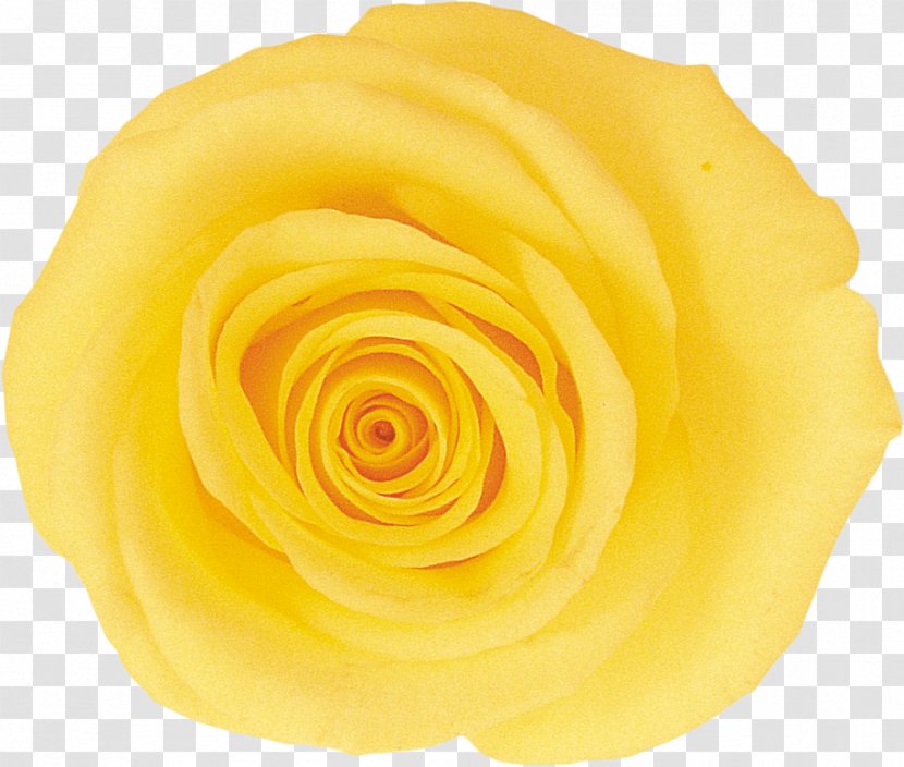 Garden Roses Cut Flowers Yellow - Rose Transparent PNG