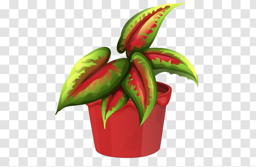 Flowerpot Garden Ornamental Plant Transparent PNG