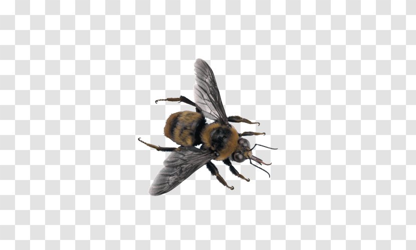 Characteristics Of Common Wasps And Bees Insect - Bumblebee - Wasp Transparent PNG