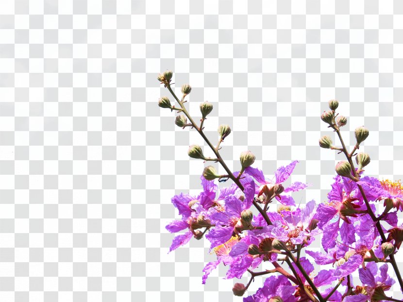 Purple Petal Violet Flower - Color - Flowers Transparent PNG