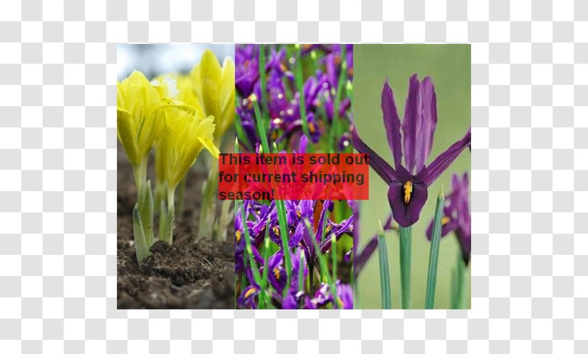Irises Crocus Tulip Bulb Petal - Plant Transparent PNG