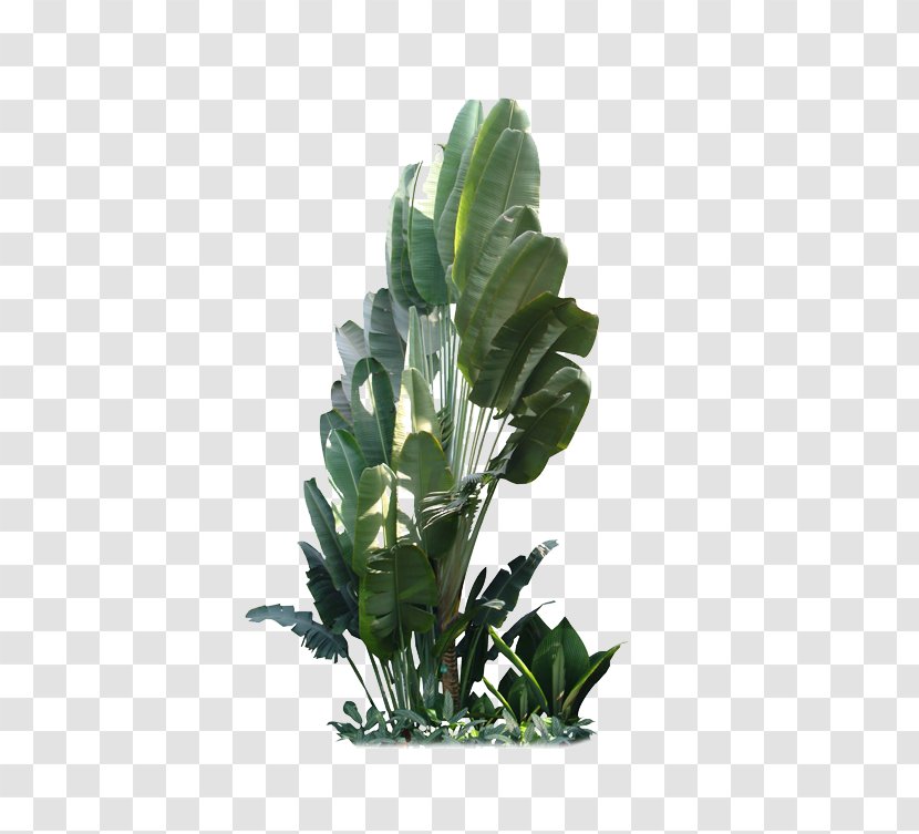 Leaf Plant Tree Shrub Flowerpot - Stem - Banana Transparent PNG