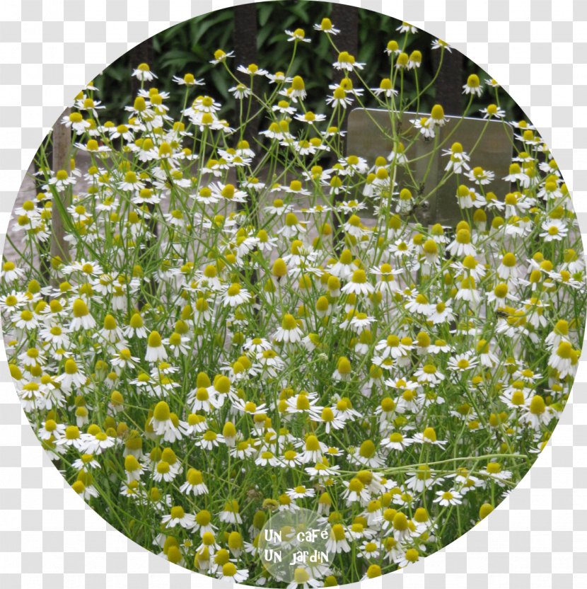 Vorrei Incontrarti Fra Cent'anni Orto Botanico Di Padova Meadow Tarte Cosmetics Eye - Grass - Allium Fistulosum Transparent PNG