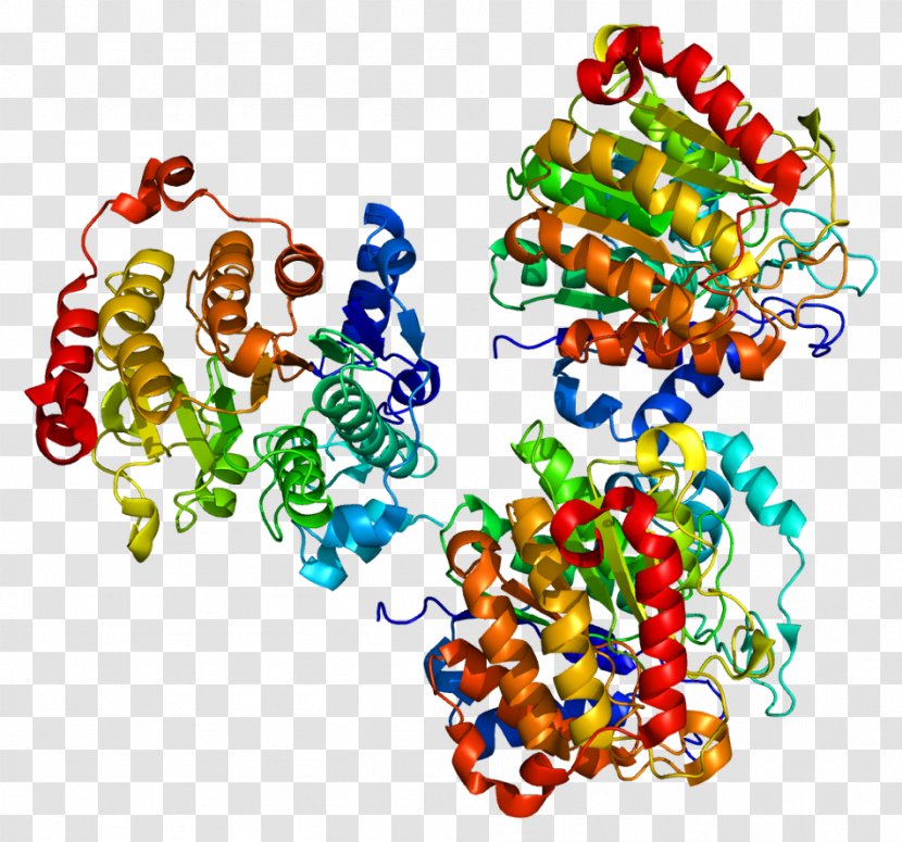 Histone Deacetylase Inhibitor HDAC7 Acetylation And Deacetylation - Organism - Code Transparent PNG