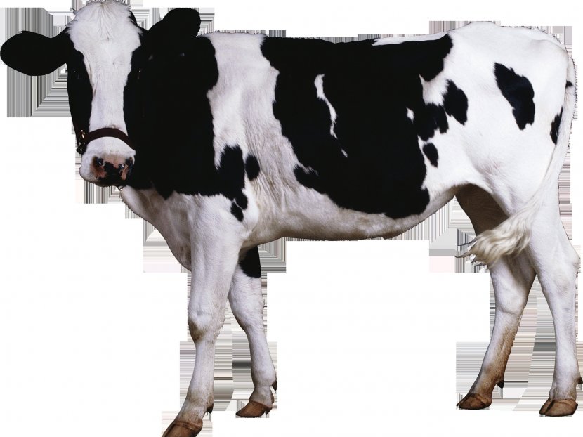 Holstein Friesian Cattle Brown Swiss Milk Betsy The Cow Transparent PNG