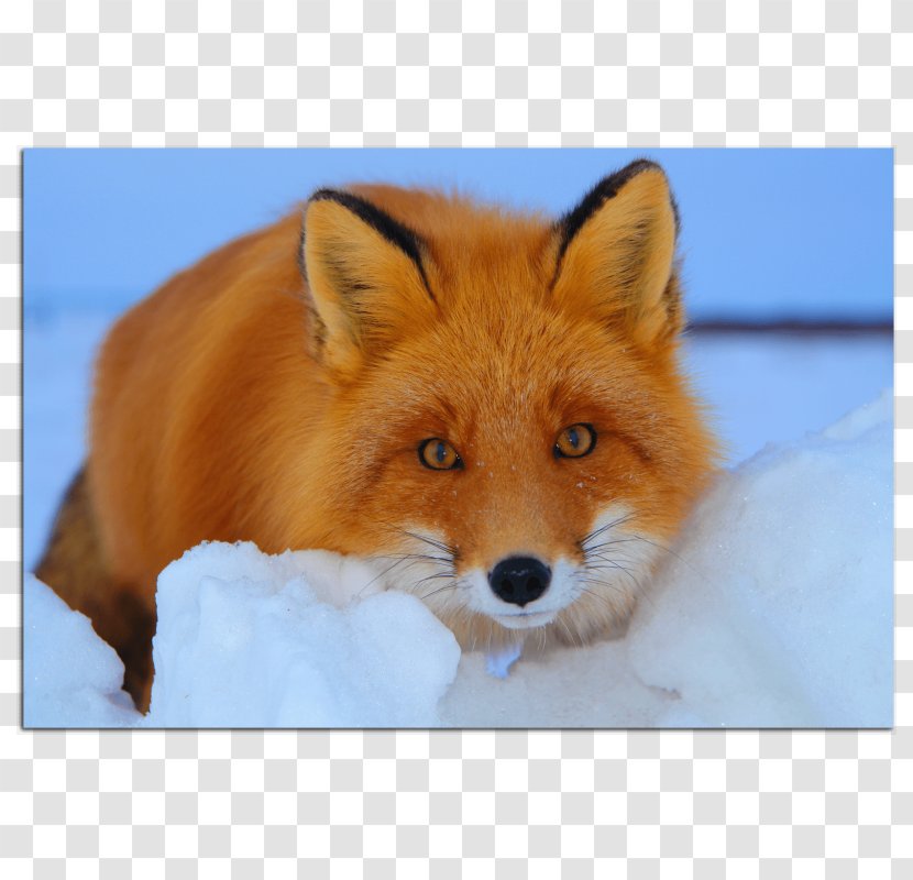 Red Fox Fur Dog Fennec - Snow Transparent PNG