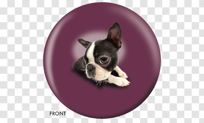 Boston Terrier Toy Bulldog Puppy Dog Breed Transparent PNG