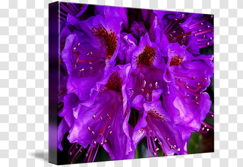 Imagekind Art Poster Canvas Wall - Violet Family - Rhododendron Transparent PNG