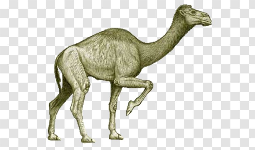 Bactrian Camel Camelops Extinction Pliocene Titanotylopus - Science Transparent PNG