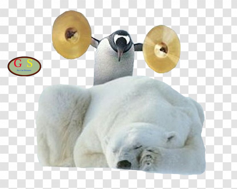 Polar Bear American Black Winnie-the-Pooh Penguin - Chinstrap Transparent PNG