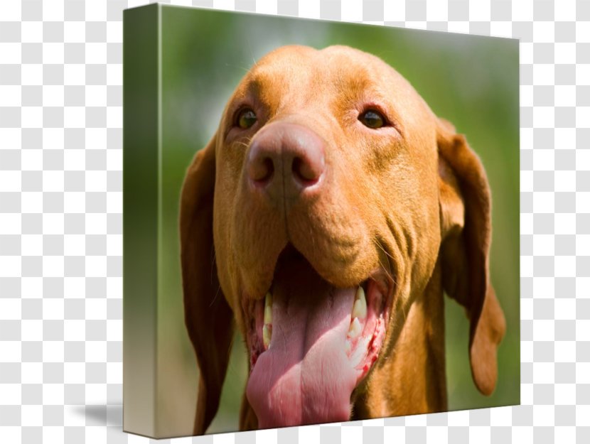 Wirehaired Vizsla Redbone Coonhound Rhodesian Ridgeback Dog Breed - Puppy Transparent PNG