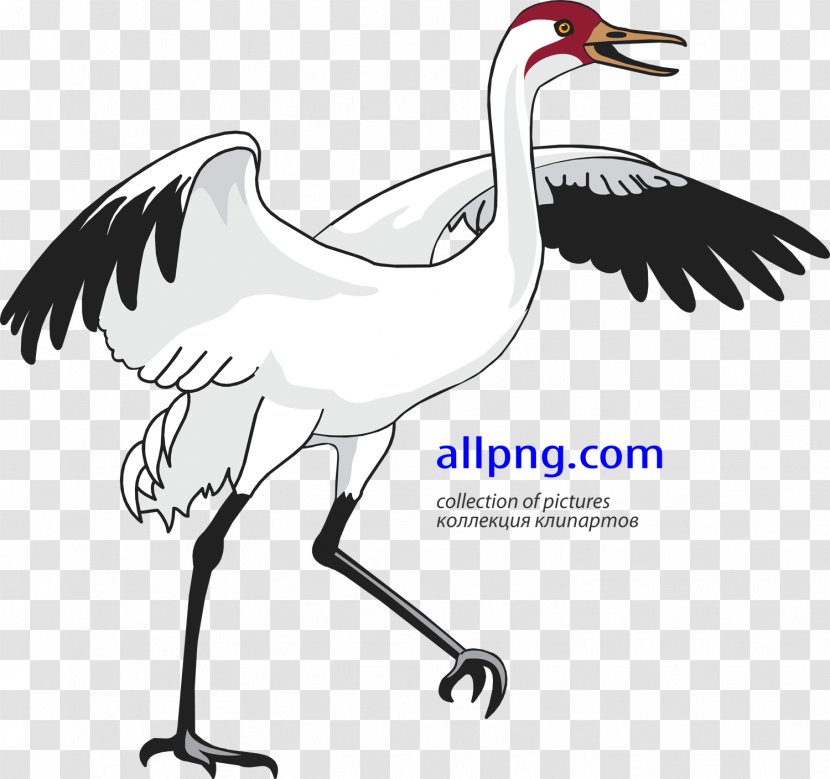 Red-crowned Crane Bird Heron Clip Art - Water - Stork Transparent PNG