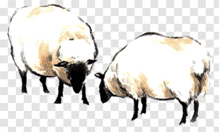 Sheep Black And White Computer File - Resource - Two Transparent PNG