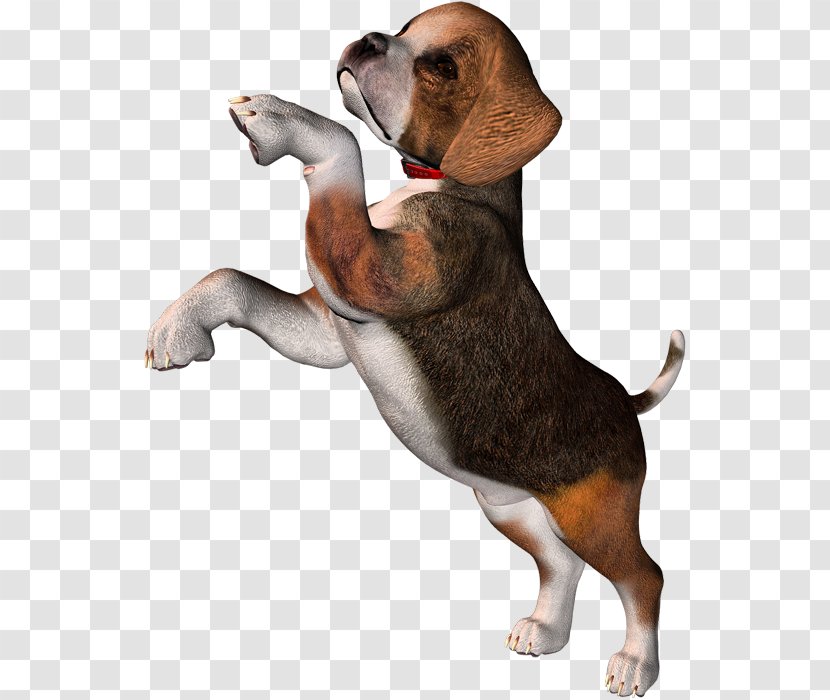 Pocket Beagle Puppy Clip Art - Treeing Walker Coonhound - Dog Transparent PNG