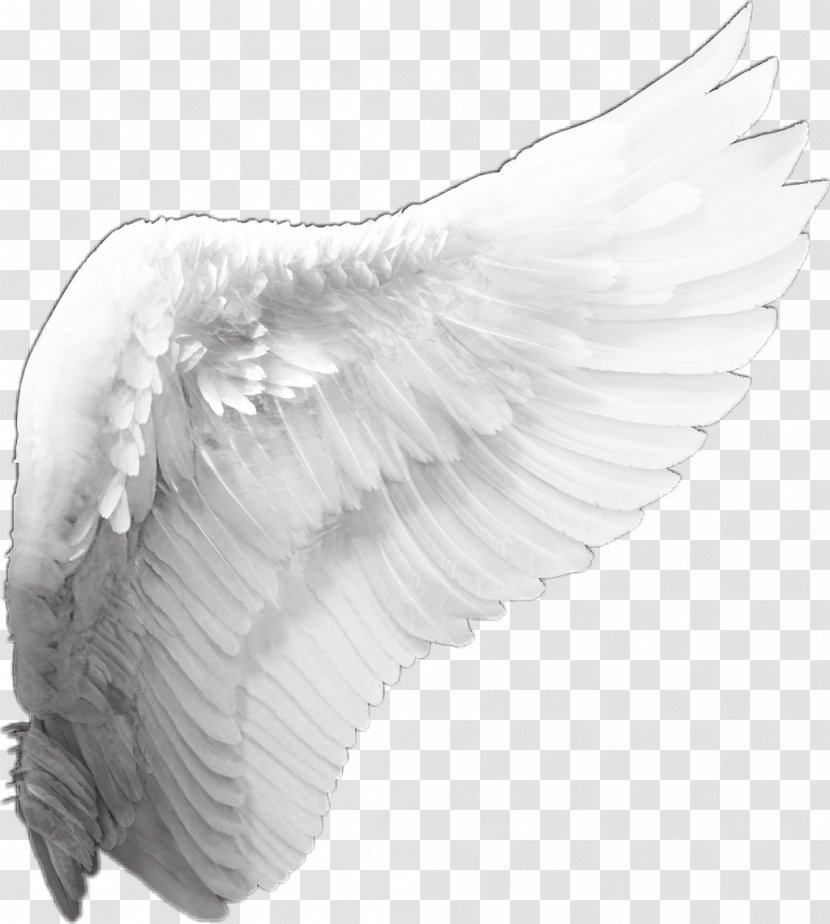 Clip Art - Feather - Wings Transparent PNG