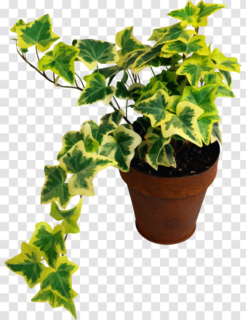 Common Ivy Houseplant Fig Devil's - Vine - Plant Transparent PNG