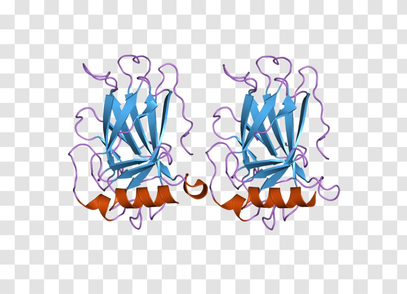 P53 Tumor Suppressor Gene Protein Antigen Neoplasm - Phosphoprotein - Bzip Domain Transparent PNG
