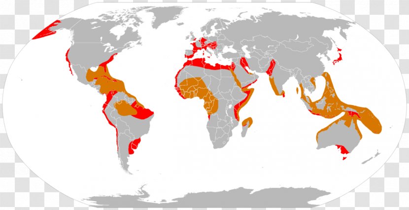 World Map Globe Blank - Cartography Transparent PNG