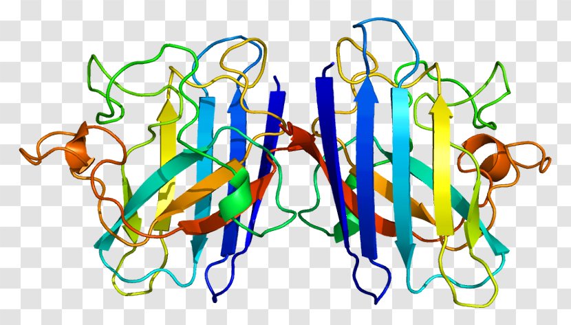 SOD1 TARDBP Amyotrophic Lateral Sclerosis Protein Superoxide Dismutase - Neurology - Cell Transparent PNG