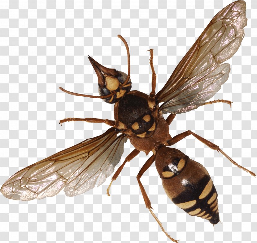 Insect Clip Art - Bee - Bug Image Transparent PNG