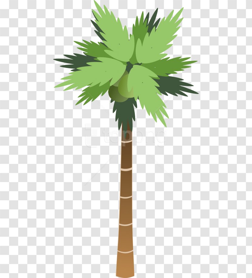 Coconut Tree Drawing - Palm - Flower Roystonea Transparent PNG