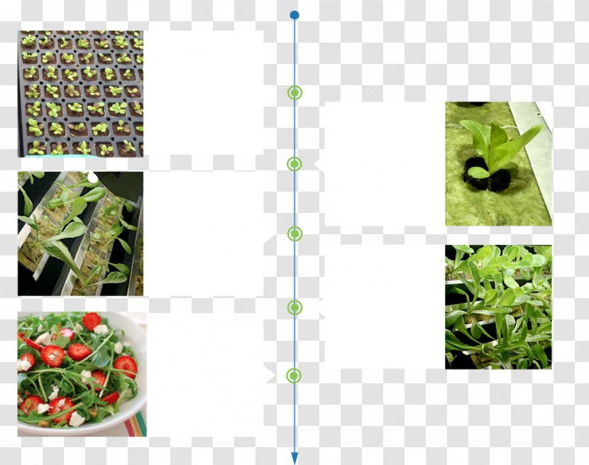 Fertilisers Organic Food System Crop Light - Bok Choy Transparent PNG