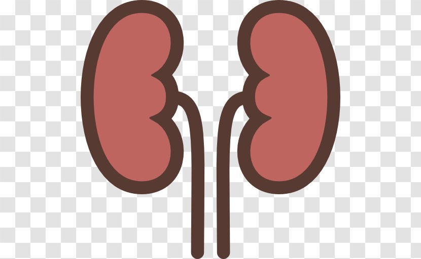 Kidney - Plain Text Transparent PNG