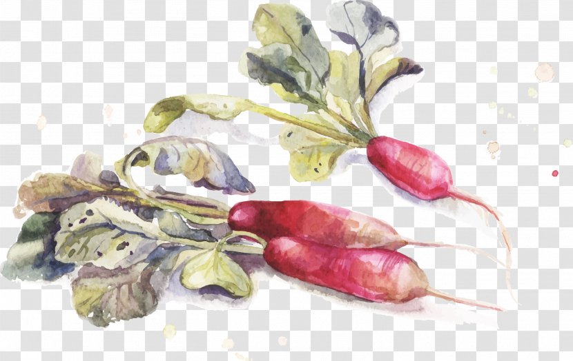 Watercolor Painting Drawing - Carrot Transparent PNG