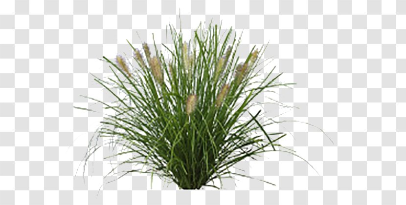 Fountaingrasses Lawn Vetiver Sweet Grass Plants - Silvergrass - Potted Palm Transparent PNG