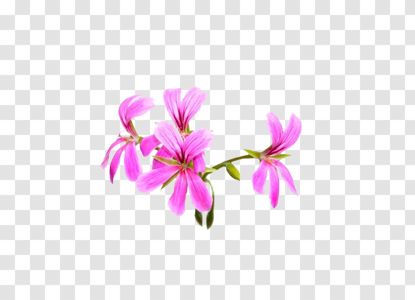 Sweet Scented Geranium Essential Oil Rose Aroma Compound Crane's-bill - Aromatherapy - Png Transparent PNG